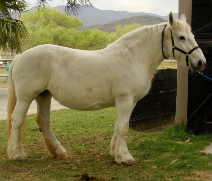 Viaduc sire to Isidore Viaduc sire to Isidore